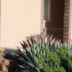 Geococcyx californianus