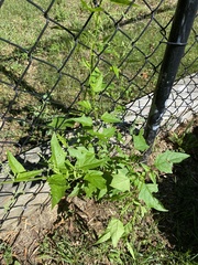 Chenopodiastrum hybridum