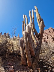 Oreocereus celsianus