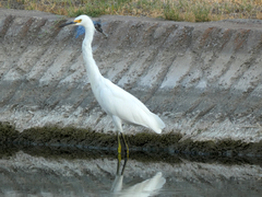 Egretta thula