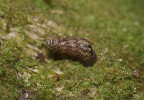 Liarea turriculata
