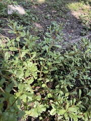 Portulaca oleracea