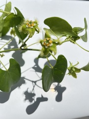 Asclepiadoideae