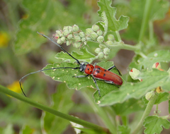 Tylosis maculatus