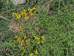 Cineraria lyratiformis