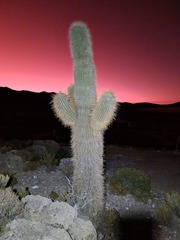 Trichocereus atacamensis