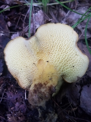 Boletinellus merulioides