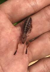 Ammotrechidae