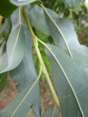 Salix alba