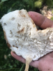 Polyporus tuberaster
