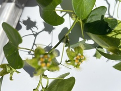 Asclepiadoideae