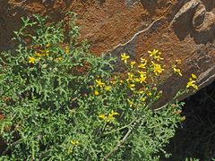 Cineraria lyratiformis