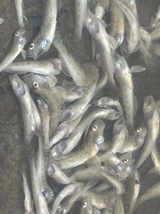 Acanthogobius flavimanus