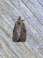 Evora hemidesma