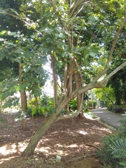 Annona urbaniana