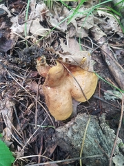 Boletinellus merulioides