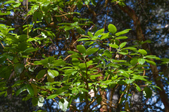 Arbutus menziesii