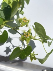 Asclepiadoideae