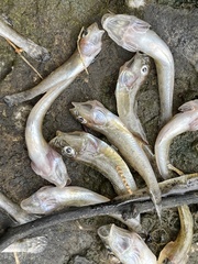Acanthogobius flavimanus