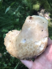 Polyporus tuberaster