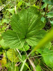 Geum macrophyllum