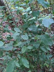 Amelanchier alnifolia