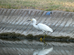 Egretta thula
