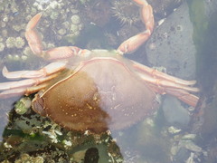 Metacarcinus magister