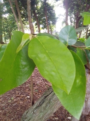 Annona urbaniana