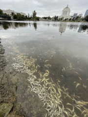 Acanthogobius flavimanus