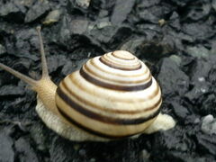 Caucasotachea vindobonensis