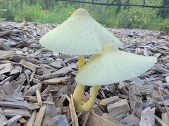 Leucocoprinus