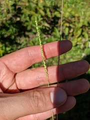 Paspalum laeve