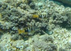 Serranus scriba