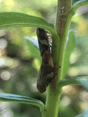 Cicadomorpha