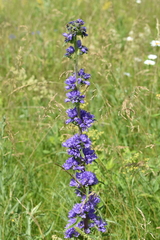 Campanula cervicaria