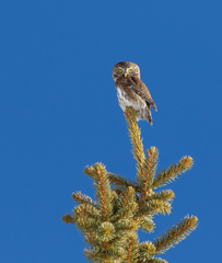 Glaucidium passerinum