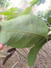 Annona urbaniana
