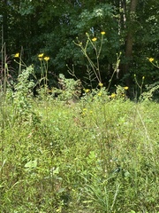 Helianthus atrorubens