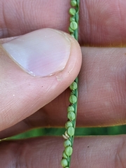 Paspalum laeve