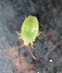 Acanthosoma haemorrhoidale