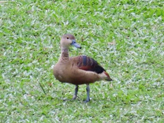 Dendrocygna javanica