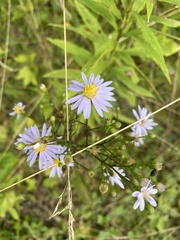 Symphyotrichum oolentangiense