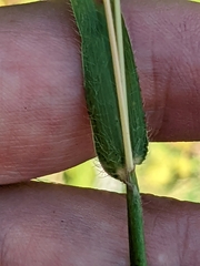 Paspalum laeve