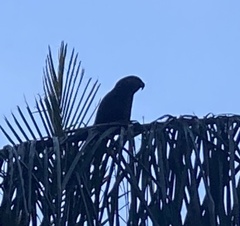 Nestor meridionalis septentrionalis