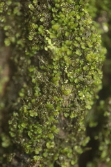 Frullania