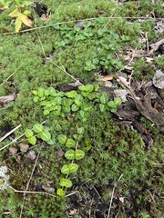 Mitchella repens