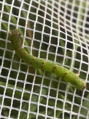 Mesoleuca albicillata