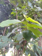 Annona urbaniana