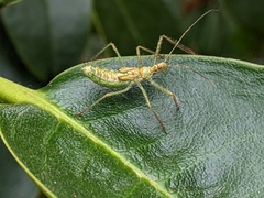 Zelus renardii